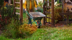 Woman pushing wheelbarrow through fall garden