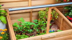 Outdoor cold frame with plants inside