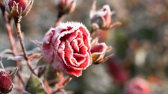 Frost on rose