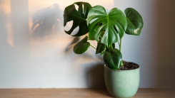 Monstera plant