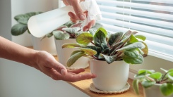 Woman misting plant