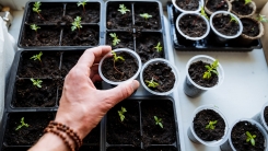 Hand planting seedlings in pots for indoor gardening setup. Growing plants in containers.