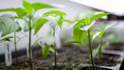 seedlings growing indoors