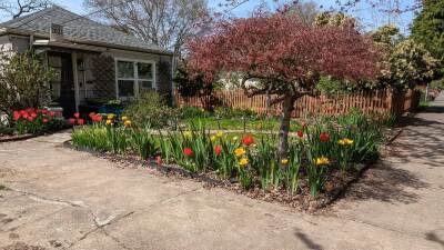 winter planted tulips blooming in spring