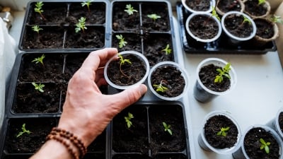 Hand planting seedlings in pots for indoor gardening setup. Growing plants in containers.