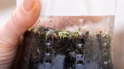seedlings growing in a plastic bag
