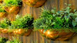 plants growing in individual pots on a wall indoors