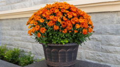 Orange mums in a brown planter sitting outside near a house