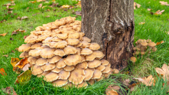 Base of a tree with mushrooms growing around it