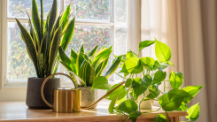 several plants sitting on a table in sunlight