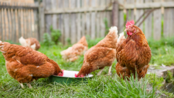 Free range chickens grazing in a back yard