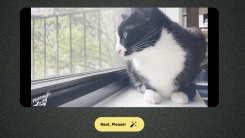 A video of a cat looking out the window. Below it is a button saying "Next, Please"!.