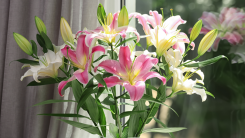 bouquet of lilies near a window